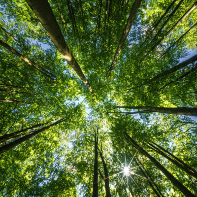 Upward view of a dense forest canopy with sunlight shining through leaves, creating a serene and vibrant atmosphere.